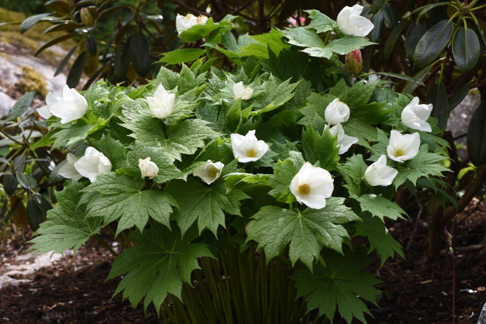 En lunddocka Glaucidium palmatum 'Album' med nästan överblommade vita blommor och stora lönnliknande blad.