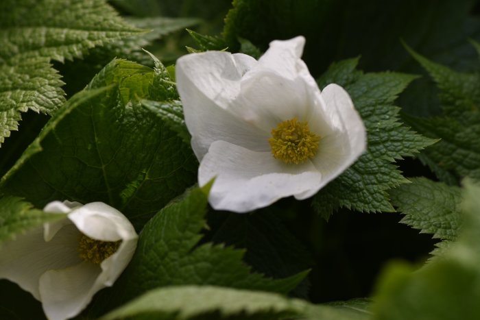 Nästan överblommad vit lunddocka Glaucidium palmatum 'Album' med stora lönnliknande blad.