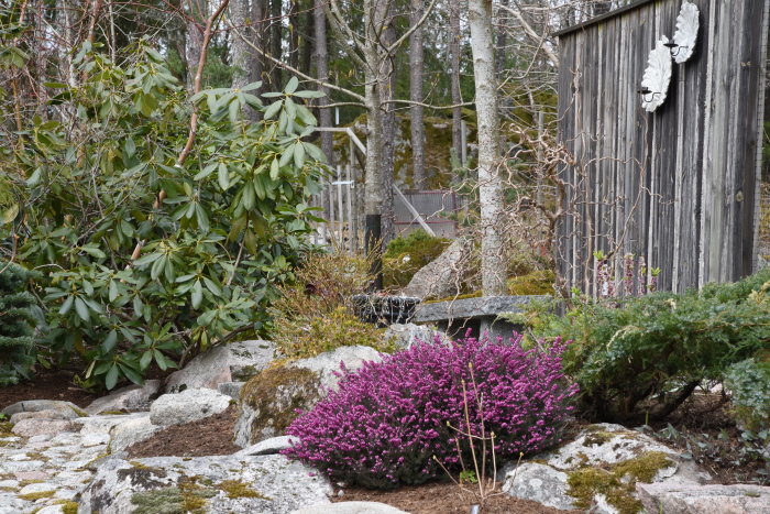 Vårfriserad Erica x darlayensis darleyljung med lila blommor i en stenig trädgård med grönskande växter och ett träskjul.