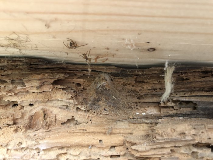 Skadad träsyll med insektsangrepp, synliga larvskal och spår efter angreppet under en ny träplanka.