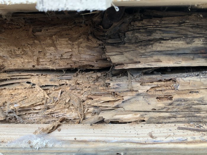 Ett skadat träparti i en husfasad med spår efter insektsangrepp, troligen larvskal synliga.
