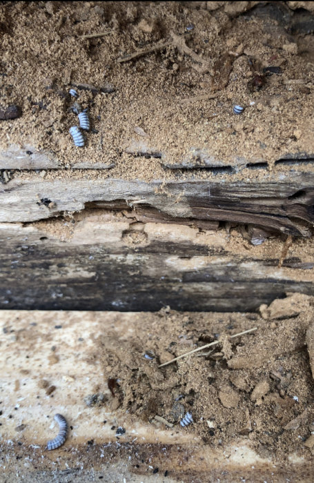 Skador på träsyll med synliga insektslarver och avfall, tecken på insektsangrepp vid gammal dörröppning.