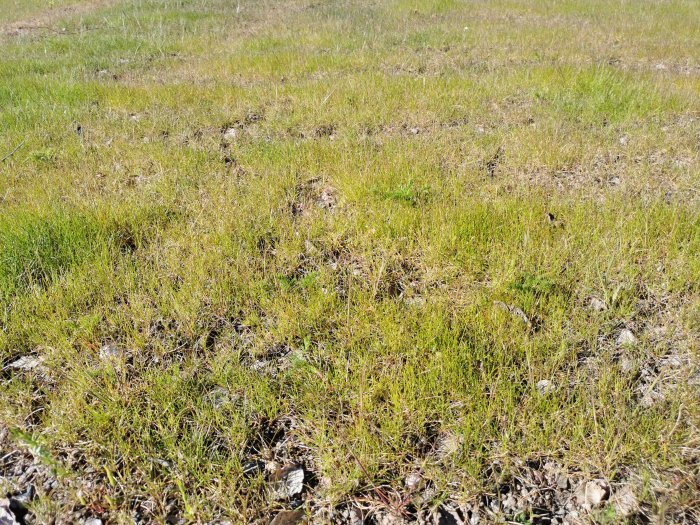 Gles gräsmatta med många kala fläckar och stenar, ett resultat av en sen sådd.