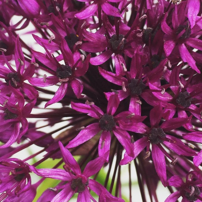 Närbild på en blommande lila allium i en rabatt.