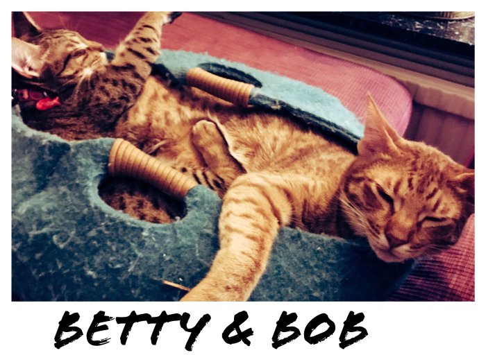 Två ocicatkatter, Robear Bob och Betty, ligger avslappnade på ett kattdyn.