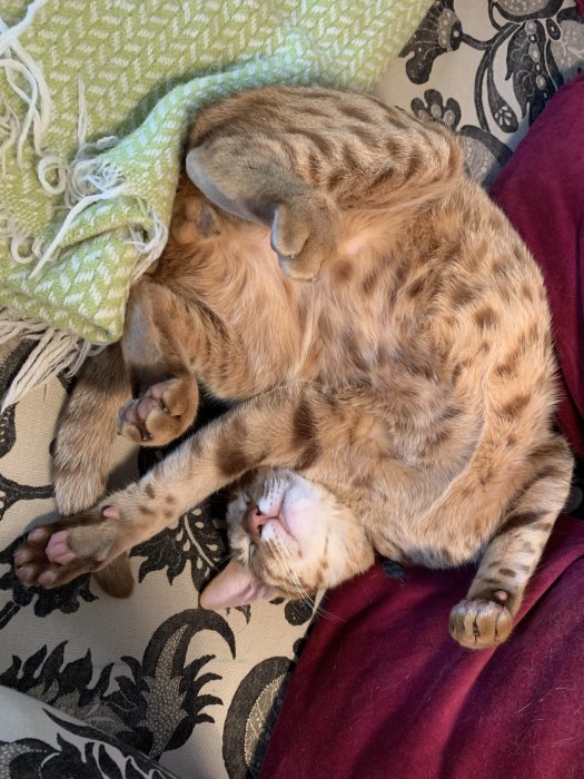 Ocicat som ligger på rygg och sover med tassarna i luften på en soffa med en grön filt.