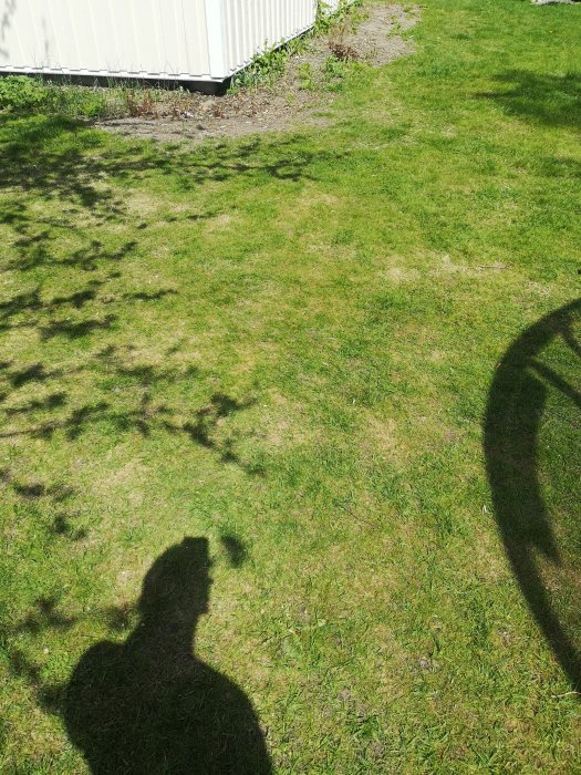 Nedtrampad gräsmatta med gulfläckar nära en vit byggnad och en skugga av en person.