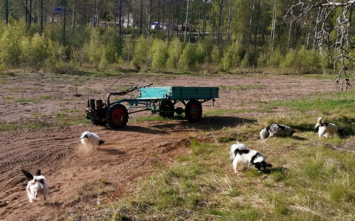 Traktor med släpvagn på en grusig öppen mark och fyra hundar som leker i gruset.