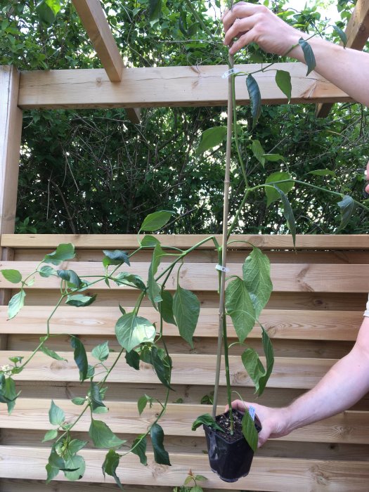 Lång, slingrande chiliplanta i liten kruka hålls av en person framför trästaket.