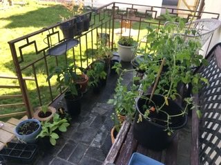 Tomatväxter och chiliplantor på omskolning samt en avokadoplanta på en balkong med diverse krukor och växtstöd.