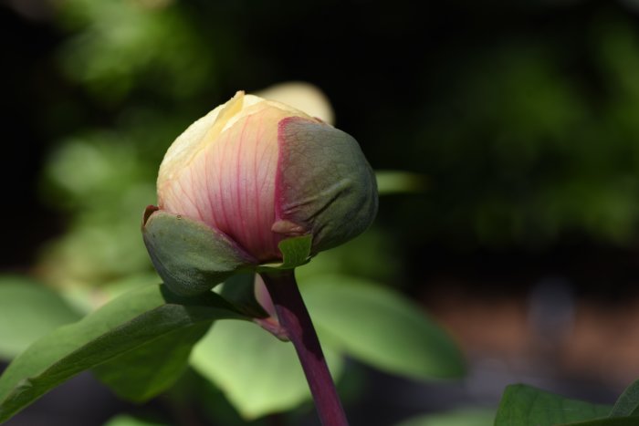 Blekgul knopp av Paeonia mlokosewitschii svavelpion redo att slå ut.