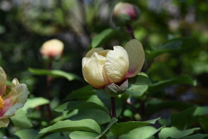 Blekgul Paeonia mlokosewitschii, svavelpion, i knopp som snart slår ut, omgiven av gröna blad.