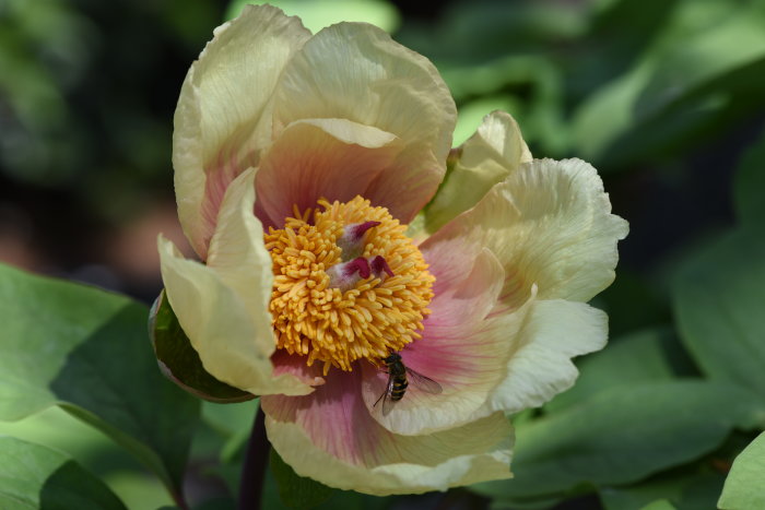 Blekgul Paeonia mlokosewitschii, svavelpion, med en insekt på de gula ståndarna i full blom mot suddig grönska.