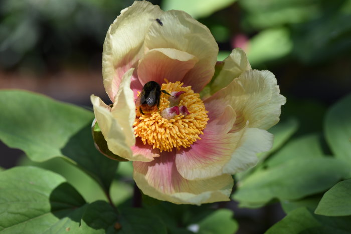 Blekgul svavelpion med humla som samlar pollen mot gröna blad.