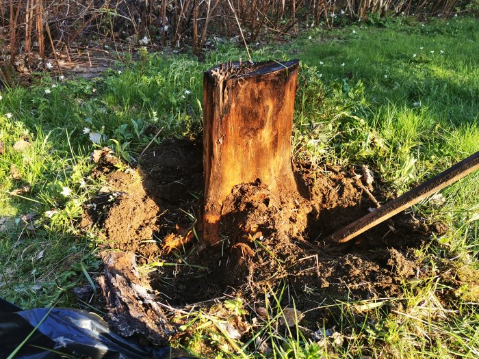 Trädgårdsprojekt med en gammal äppelträdsstubb som grävs bort för att göra plats för nya planteringar.