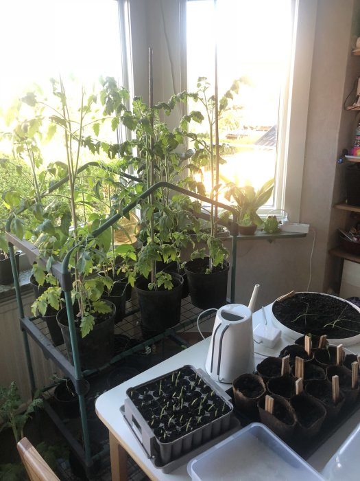 Tomatplantor i krukor på ett metallställ vid ett fönster med sådder och vattenkanna.