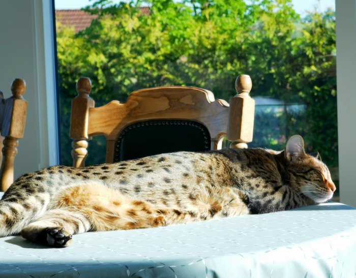 Ocicat vid namn Rocco solande på ett bord inomhus med gröna träd utanför fönstret.