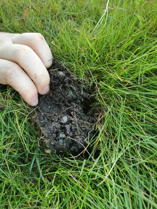 Hand som gräver upp fuktig jord bland gräs som exempel på bästa tillväxtförhållandena.