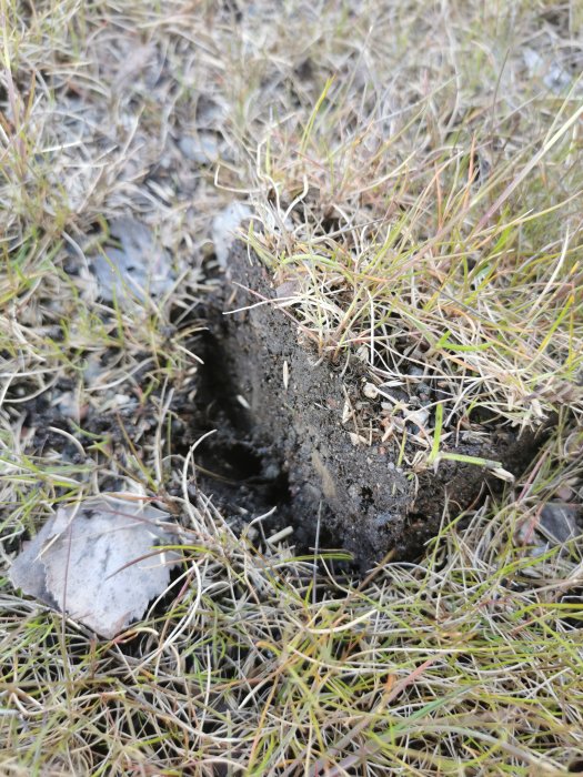Närbild av mark med gräs och en upptorkad spricka i jorden som visar tecken på fukt.