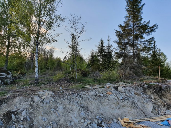 Ojämn tomt med stockar, stubbar och stenar, potentiell byggplats i skymning.