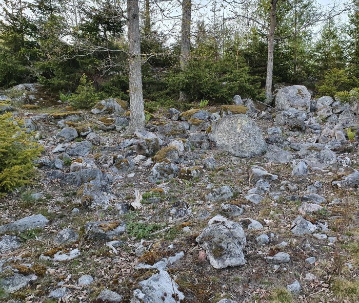 Ojämn tomt med många stenar, stubbar och höjdskillnader blandat med träd och vegetation.
