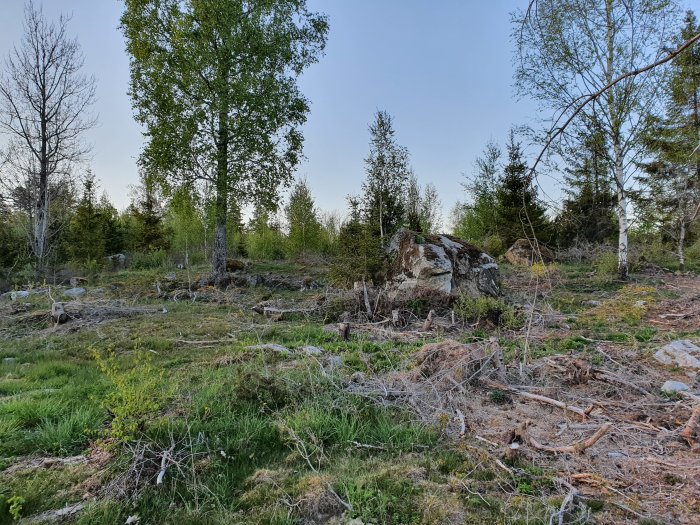 Tomt med stockar, stubbar och stenar bland träd, potentiell byggplats.