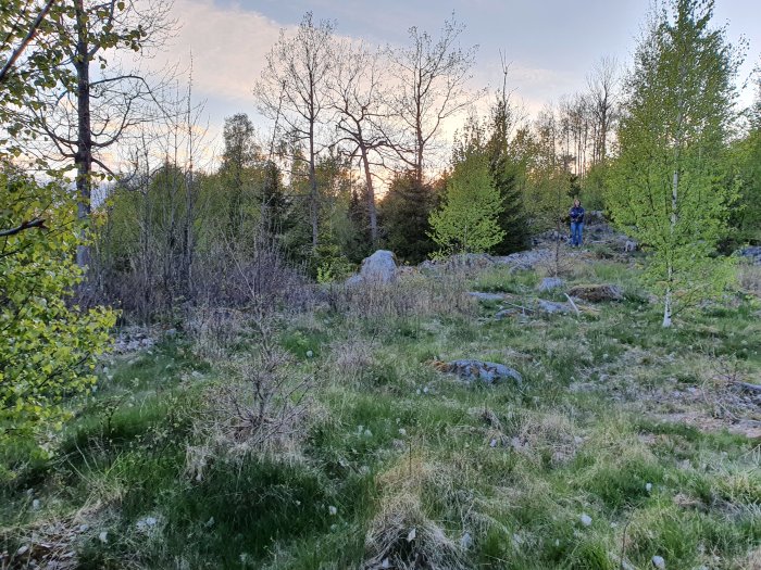 Ojämn och kuperad tomt med gräs, stockar, stenar och träd vid skymningen, person står i bakgrunden.