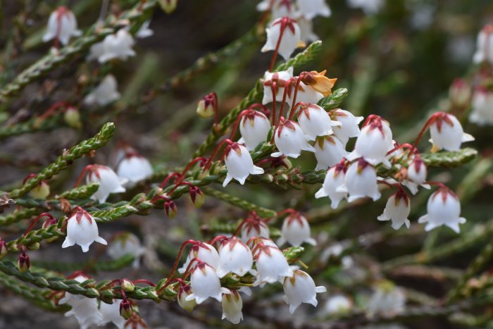 Närbild av Cassiope muirhead kantljung med vita klockformade blommor och röda stjälkar.