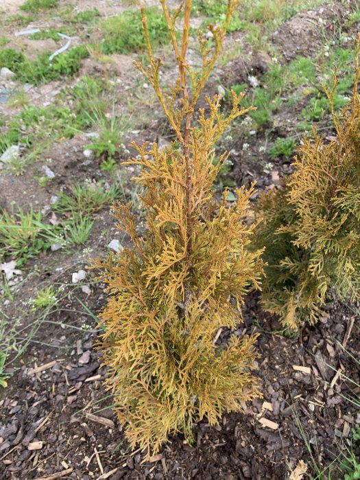 Gulaktig tuja smaragd-häckplanta med synliga bruna grenar och flis på marken.