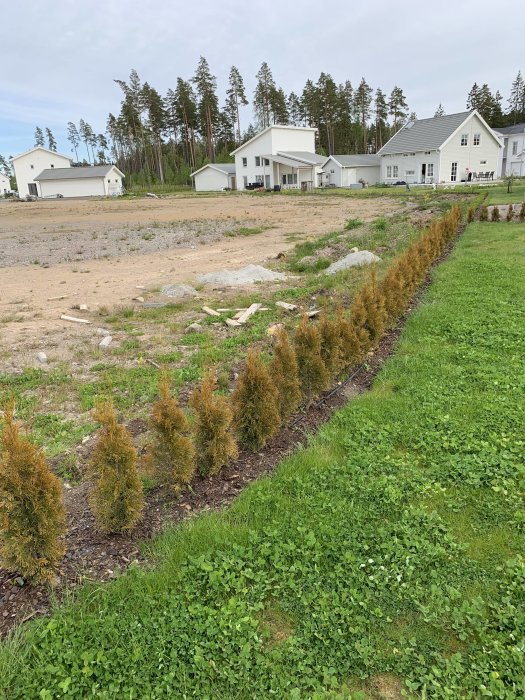 Rad av gulnande 'Thuja Smaragd' häckplantor framför vita hus, med droppslang synlig längs marken.