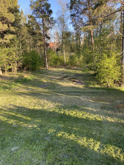 Bild på en gräsmatta med ojämnheter och skog i bakgrunden under soligt väder.