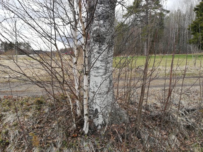 En äldre björk med flera nya skott runt stammen i ett naturtomtområde.