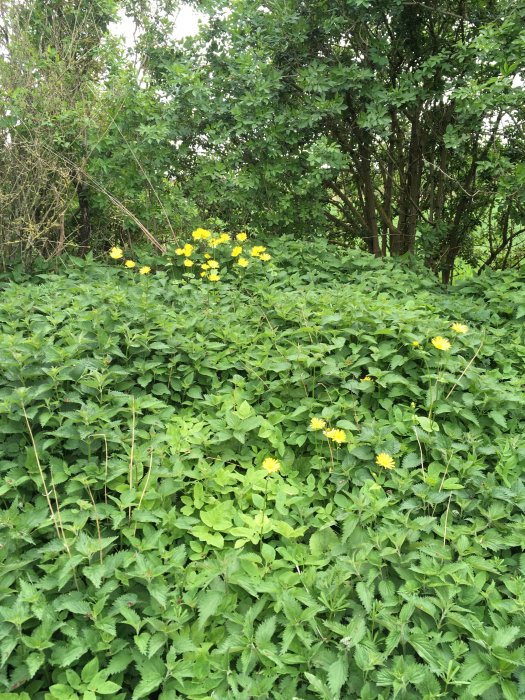 Område med frodig grönska, kirskål och brännässlor, samt guldlack-liknande blommor.