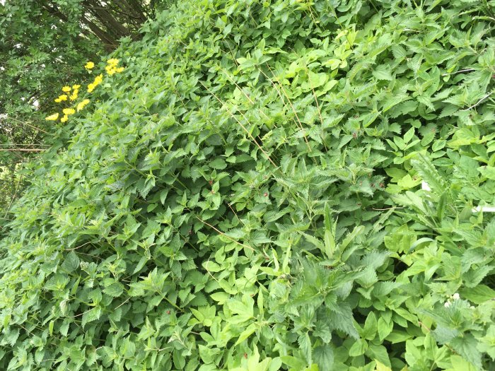 Täthet av gröna brännässlor och kirskål med gula blommor liknande prästkragar i trädgården.