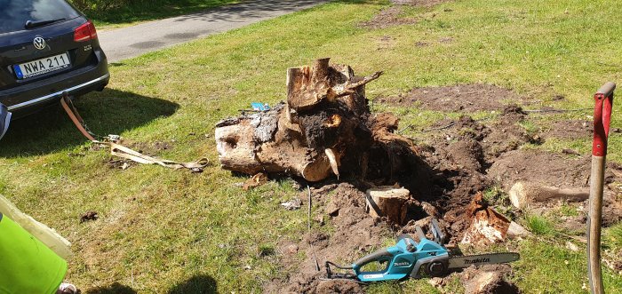 Uppgrävd trädstubbe med synliga rötter, kedjesåg från Makita, spett, och VW bil använt för att dra upp stubben.