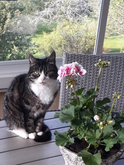 Katt sittandes bredvid en blommande pelargonplanta på ett bord inomhus med utsikt över en trädgård.