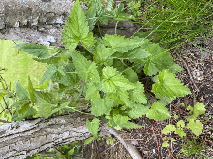 Växt med gröna blad som liknar brännässlor vid en häck med synliga rötter.