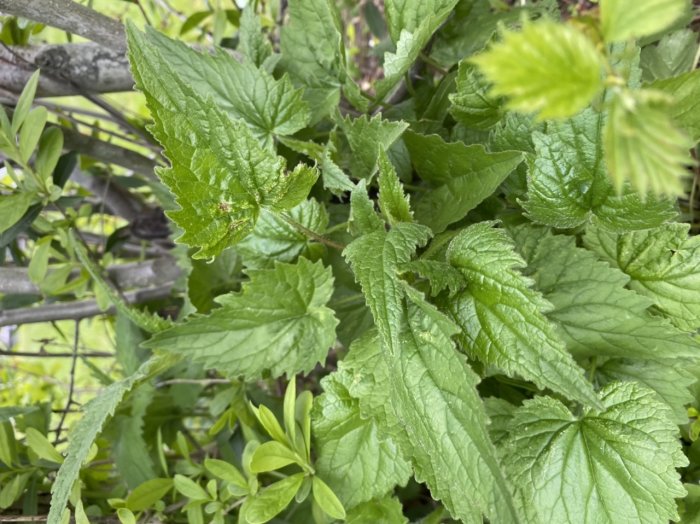 Gröna blad som liknar brännässlor, växer tätt i en häck, med fokus på de taggiga bladkanterna.