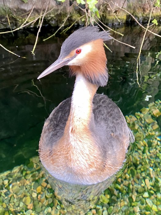 En skäggdopping med röda ögon simmar i klart vatten över stenig botten.