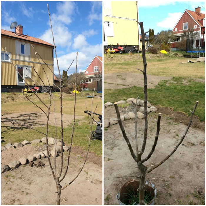 Två bilder före och efter beskärning av ungt träd i trädgård med hus i bakgrunden.