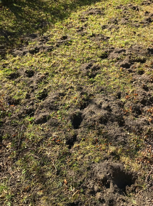 Trädgård med uppbökat gräs och flera gropar i marken, skadade områden synliga.