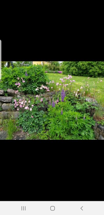 Trädgårdsingång med blommande lupiner och aklejor vid stenmur, vildvuxen charm från maj 2019.