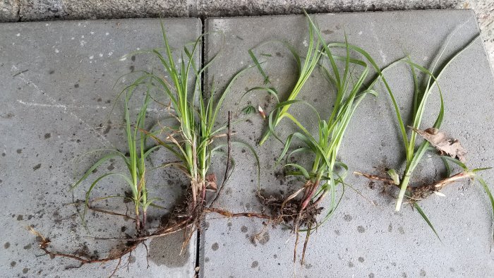 Grästuva med synliga långa rötter på en betongyta.