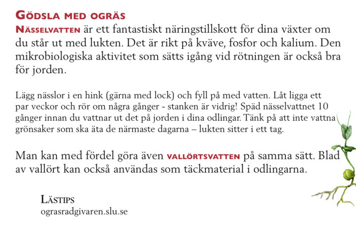 Informativ text om att gödsla med nässelvatten som näring för växter, inkluderar tips och varning för lukt.