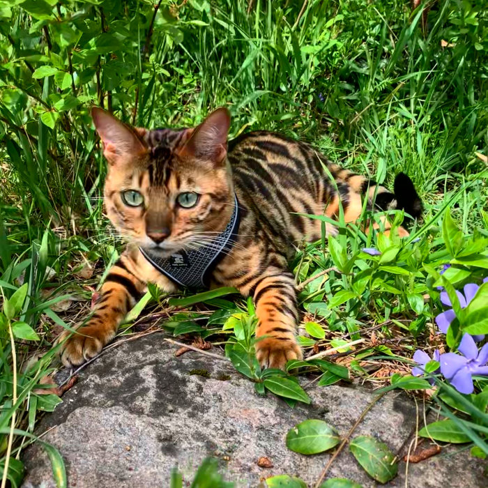 Katt med sele ligger i grönt gräs och ser lekfull ut som i en djungel.