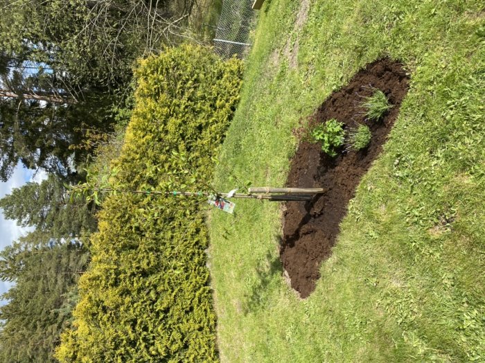 Nyplanterat träd med uppgrävd och återigen utfylld ojämnhet i en trädgård.