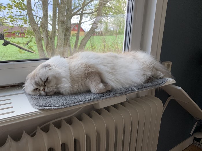 En perserkatt sover sammanrullad på en fönsterbräda ovanpå en radiator.