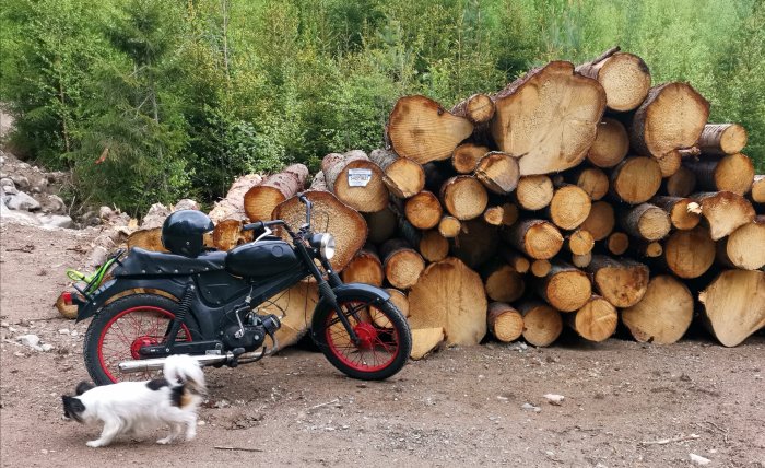 Svart moped parkerad framför vedstapel i skogen med en liten hund som springer förbi.