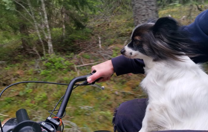 Hund sitter framför förare på en moped i skogen under färden.