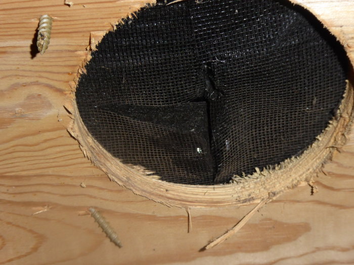 Närbild på en träyta där ett ventilationsskyddsgaller delvis har släppt, med synliga skruvar och träspån.